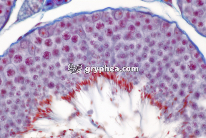 Testicule Lapin x100 - gryphea.org